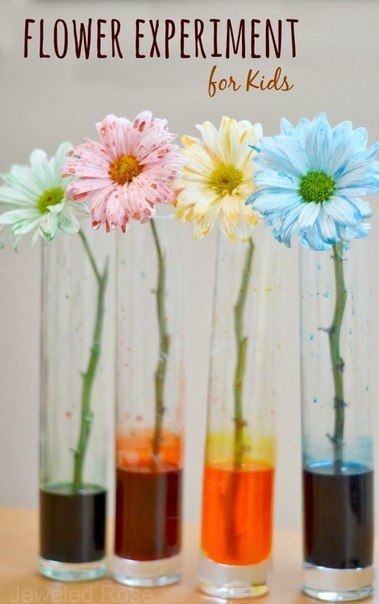 Как изменить окраску цветов благодаря воде