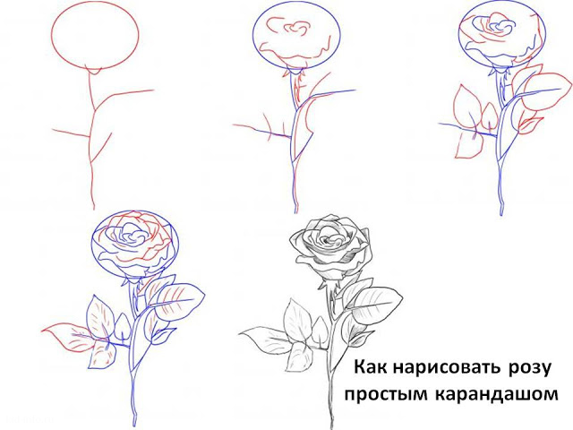 Рисуем розы