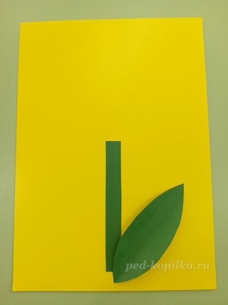 Цветок гиацинт: часть 2