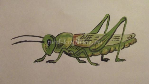 Рисуем кузнечика: часть 2 Рисуем кузнечика: часть 2