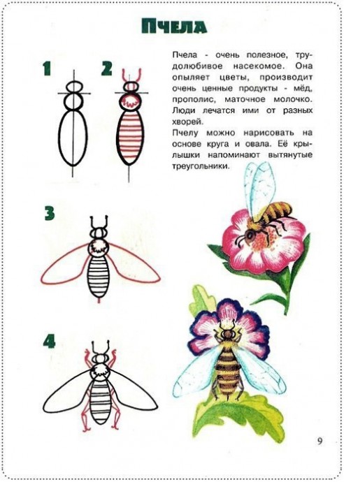 ​Рисуем букашек и насекомых