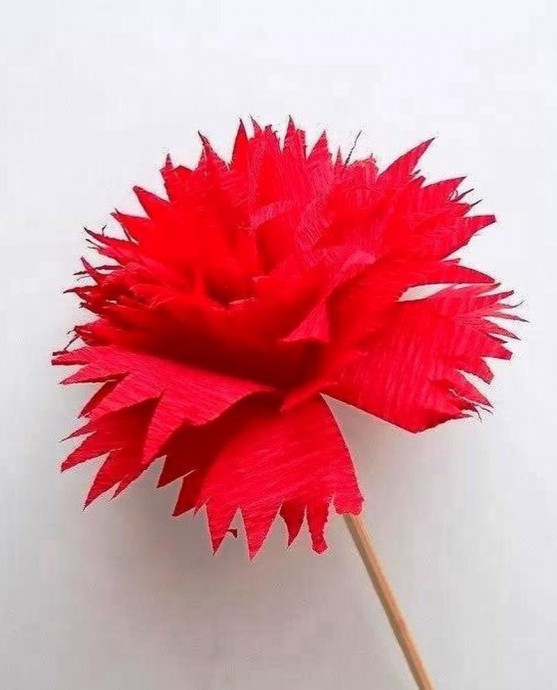 Красная гвоздика Красная гвоздика