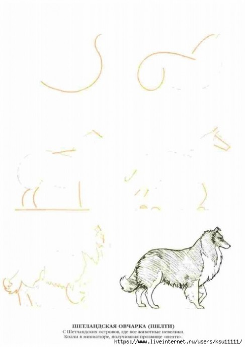 Рисуем собак Рисуем собак