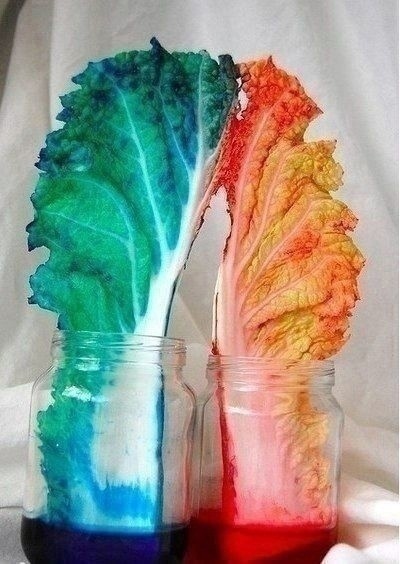 Как растения пьют воду