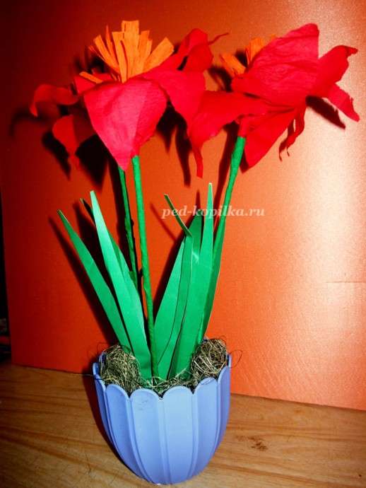 Цветущий амариллис Цветущий амариллис