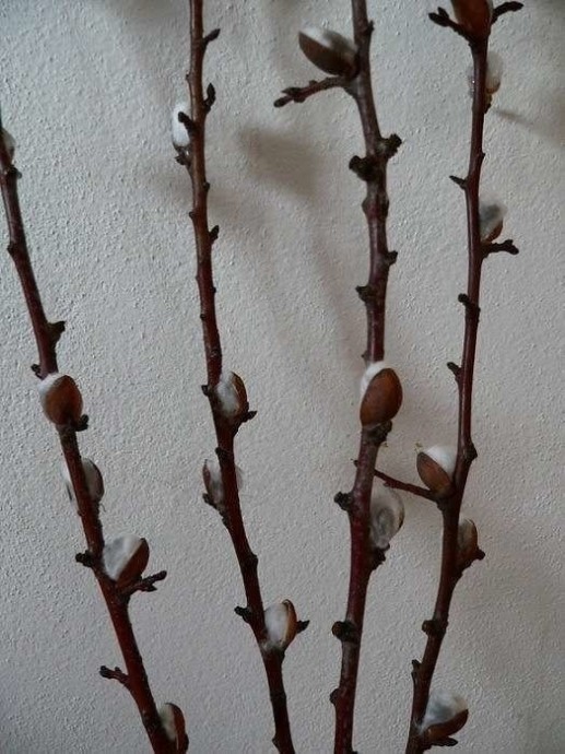 Ветки вербы к Пасхе Ветки вербы к Пасхе