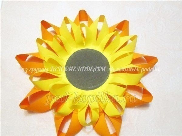 ​Зрелые подсолнушки