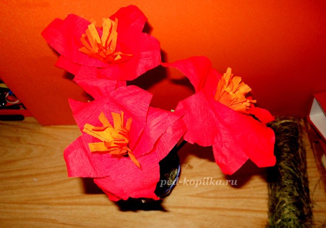 Цветущий амариллис Цветущий амариллис