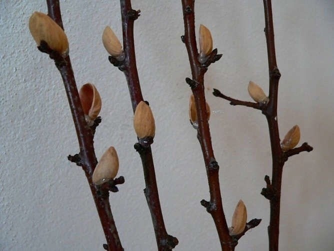 Ветки вербы к Пасхе Ветки вербы к Пасхе