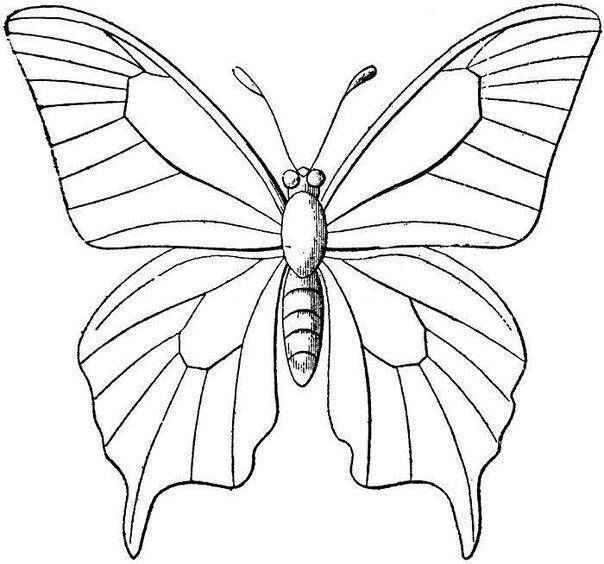 Бабочки с шаблонами