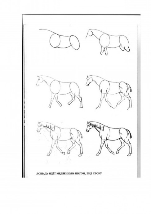 Рисуем лошадей