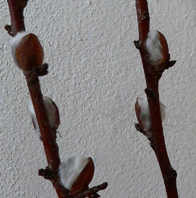 Ветки вербы к Пасхе Ветки вербы к Пасхе