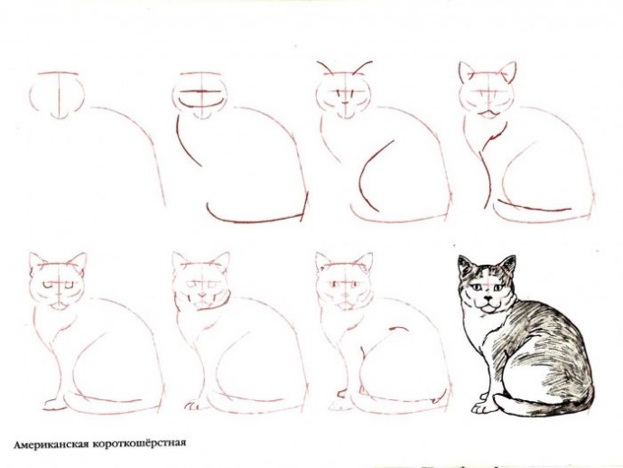 Учимся с детьми рисовать разные породы кошек