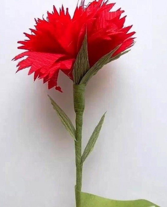 Красная гвоздика Красная гвоздика