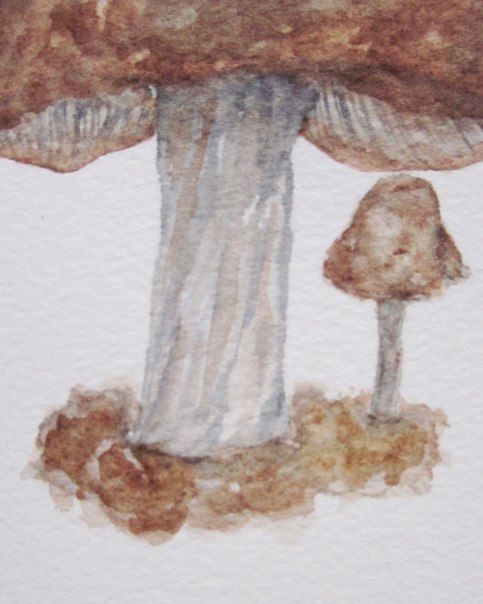 Акварельные грибы
