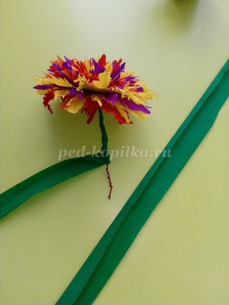 ​Изготовление цветка Майора из гофрированной бумаги: часть 2