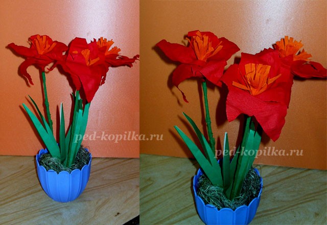 Цветущий амариллис Цветущий амариллис