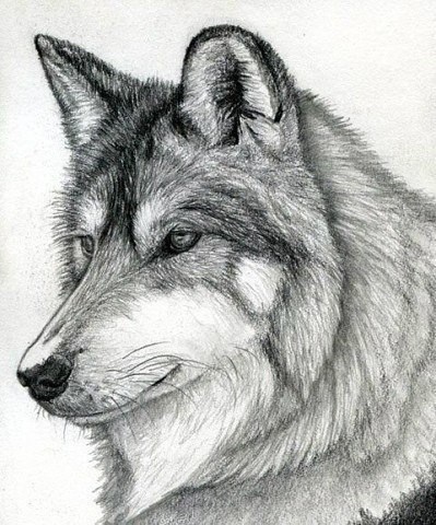 ​Рисуем с детьми волка