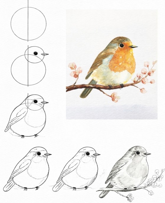 Рисуем разных птичек