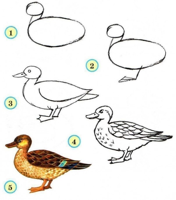 ​Учимся рисовать птичек
