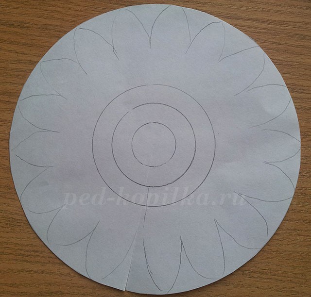 Большие ромашки