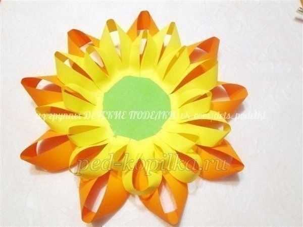 ​Зрелые подсолнушки