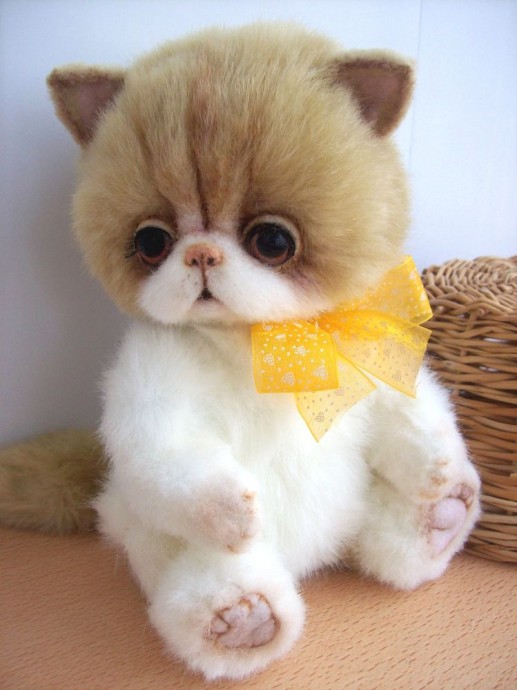 Пушистый котенок Пушистый котенок