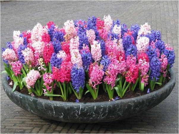 Гиацинты из креповой бумаги: часть 1