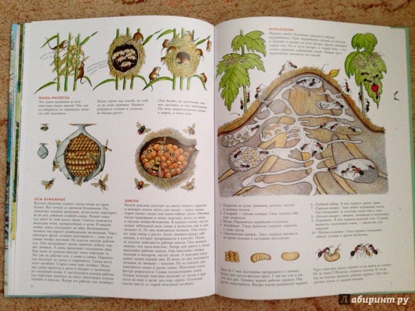 3D поделка "Жизнь леса"