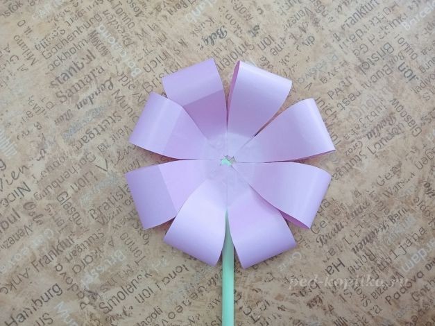 Цветок космеи: часть 2 Цветок космеи: часть 2