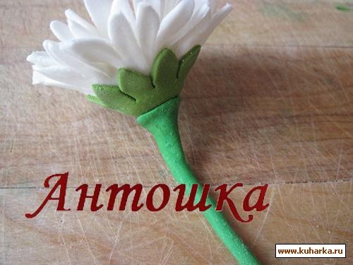 Ромашка Ромашка