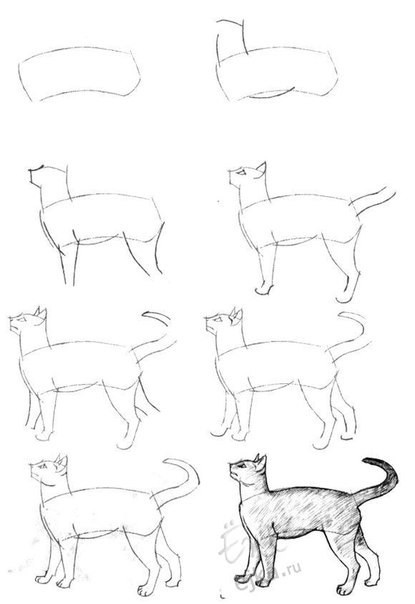 Учимся с детьми рисовать разные породы кошек