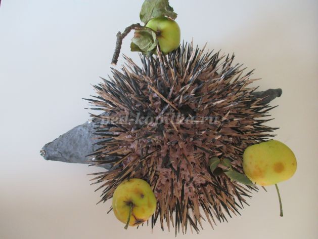 Нарядный ёж