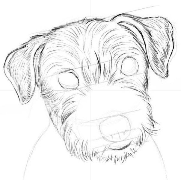 ​Рисуем собачку простым карандашом