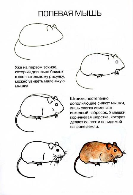 Рисуем животных Рисуем животных