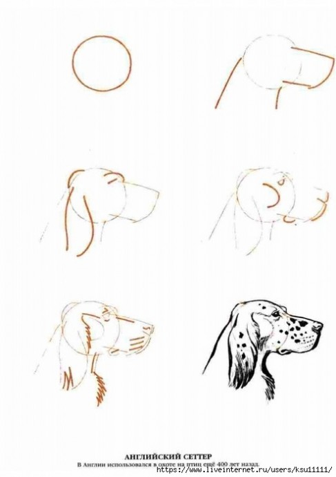 Рисуем собак