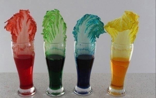 Как растения пьют воду