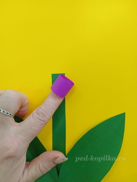 Цветок гиацинт: часть 2