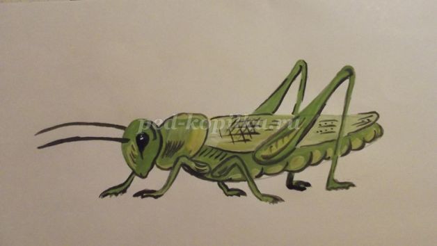 Рисуем кузнечика: часть 2 Рисуем кузнечика: часть 2