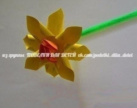 Объёмные нарциссы Объёмные нарциссы