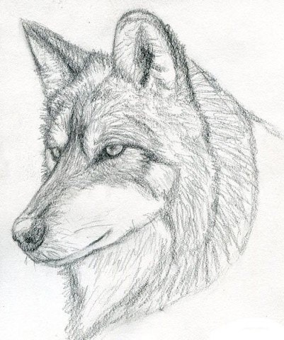 ​Рисуем с детьми волка