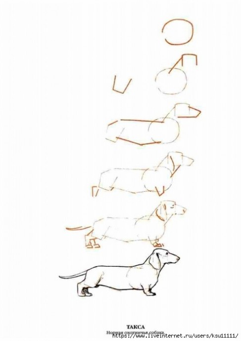 Рисуем самых разных собак