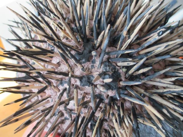 Нарядный ёж