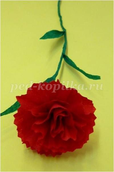 Гвоздика из креповой бумаги Гвоздика из креповой бумаги