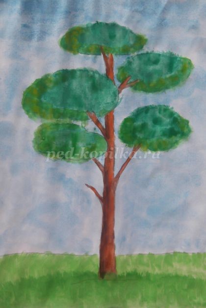Рисование сосны в технике акварель