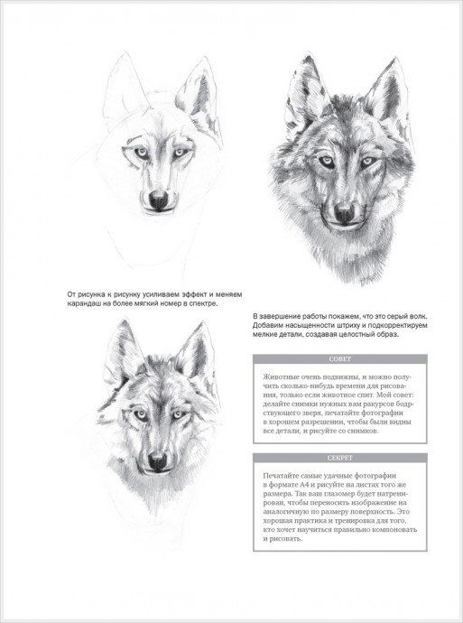 Рисуем животных: собака, волк, кошка