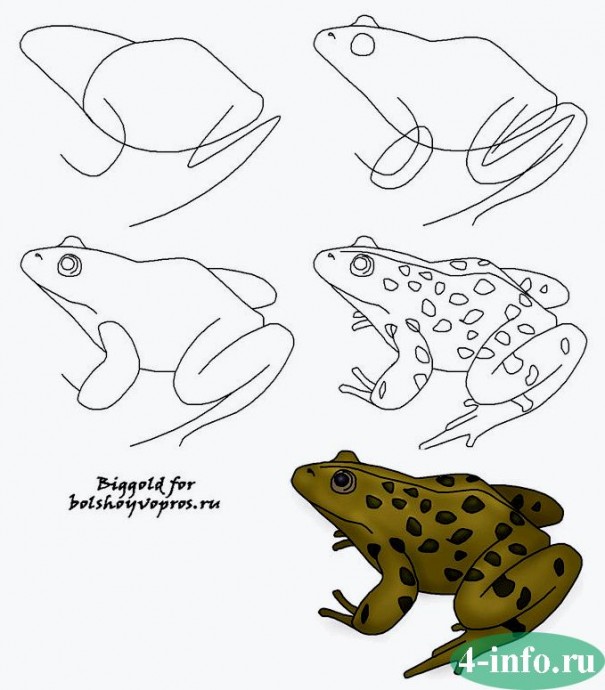 ​Как нарисовать лягушку