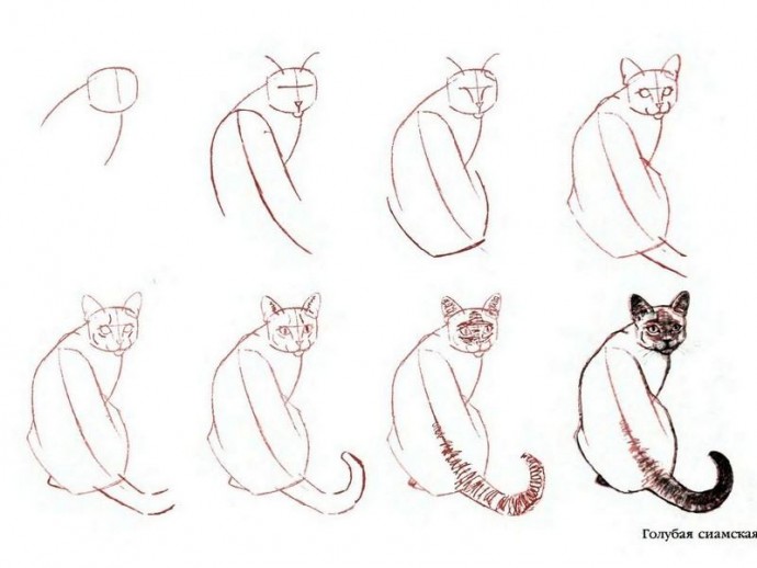 ​Рисуем с детьми разные породы кошек
