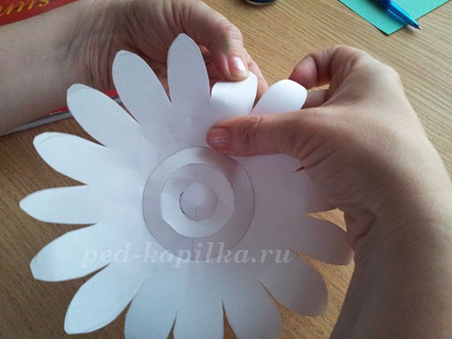 Большие ромашки