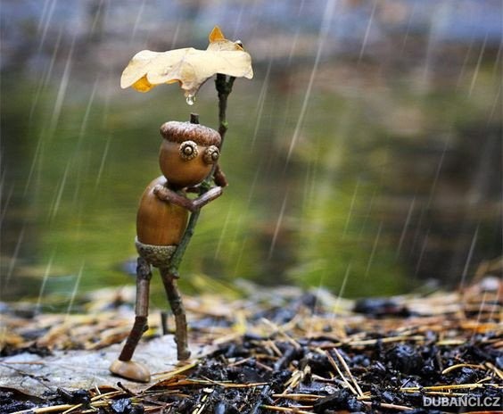 ​Весёлые желуди